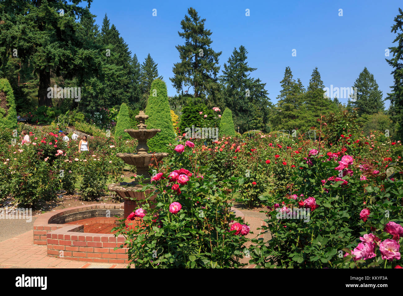 International Rose Test Garden, Portland, Oregon, USA Stock Photo