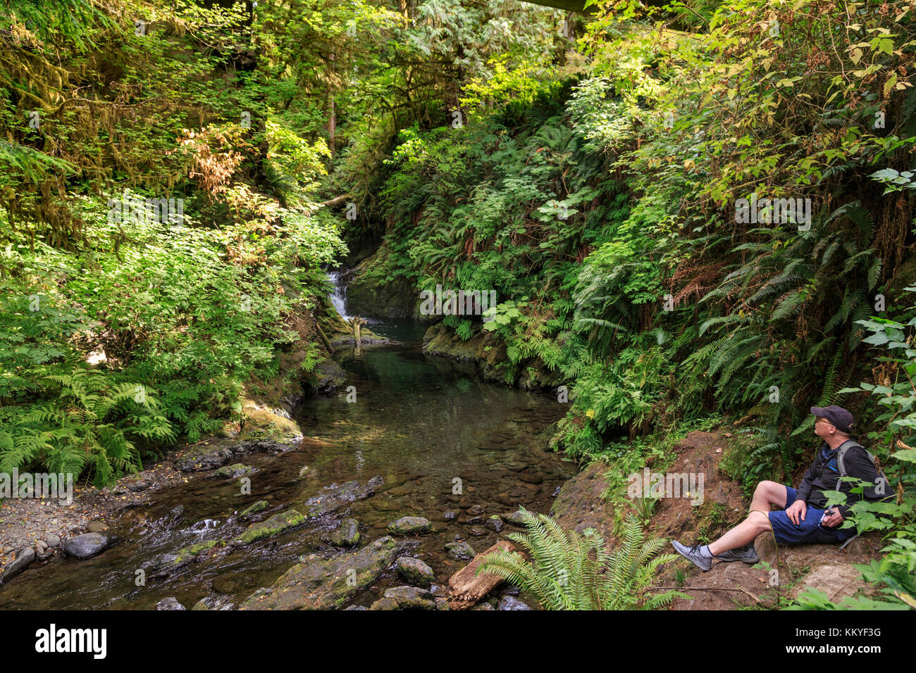 Quinault Rainforest Washington Usa Hi res Stock Photography And Images quinault-rainforest-washington-usa-hi-res-stock-photography-and-images
