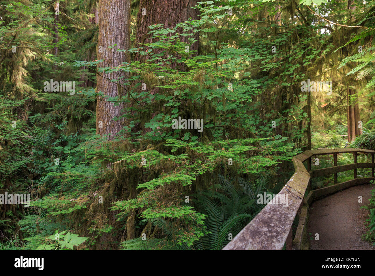 Quinault Rainforest Olympic National Park Washington USA Stock Photo quinault-rainforest-olympic-national-park-washington-usa-stock-photo
