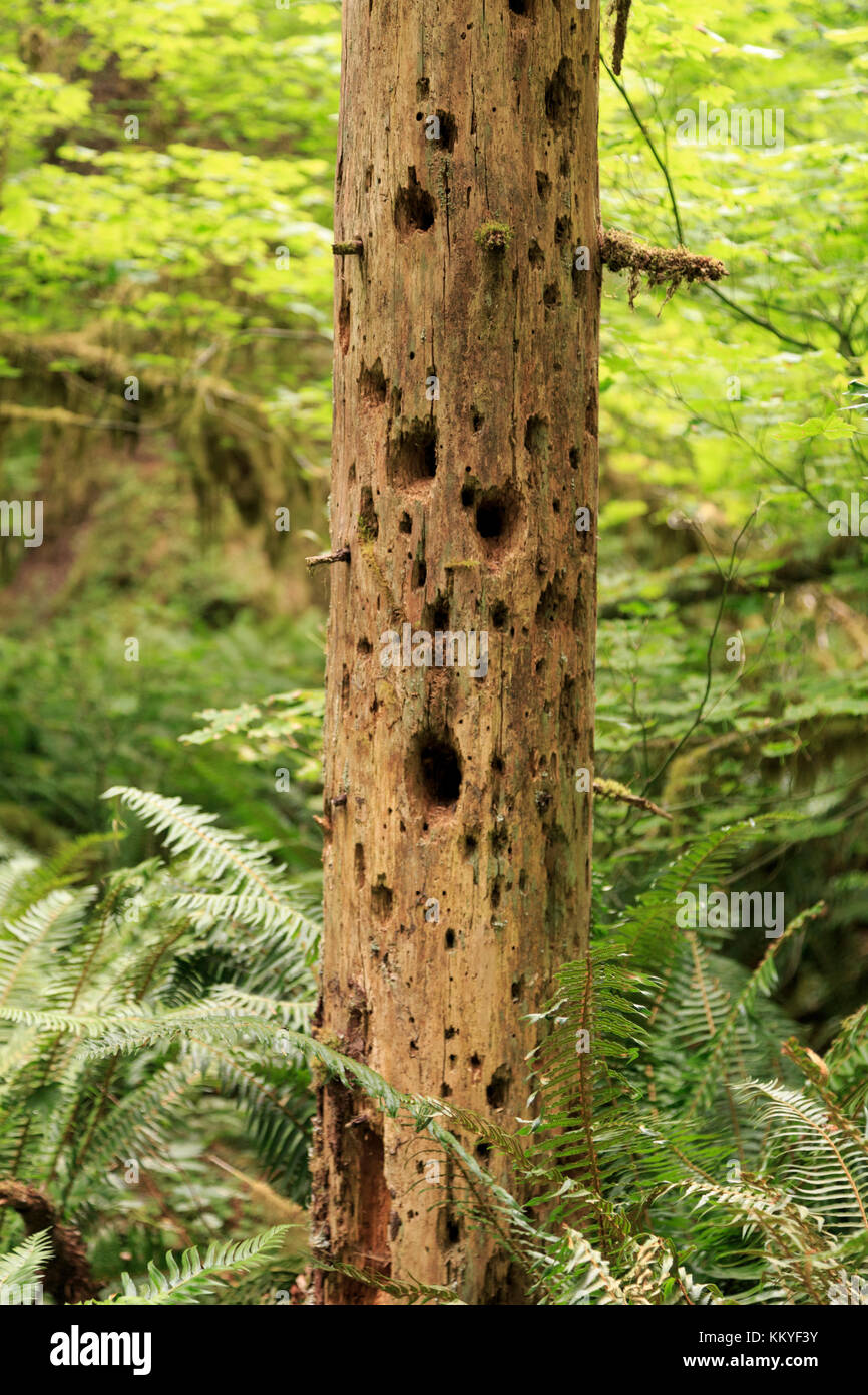 Woodpecker Holes in Tree,. Hoh Rainforest, one of the largest temperate