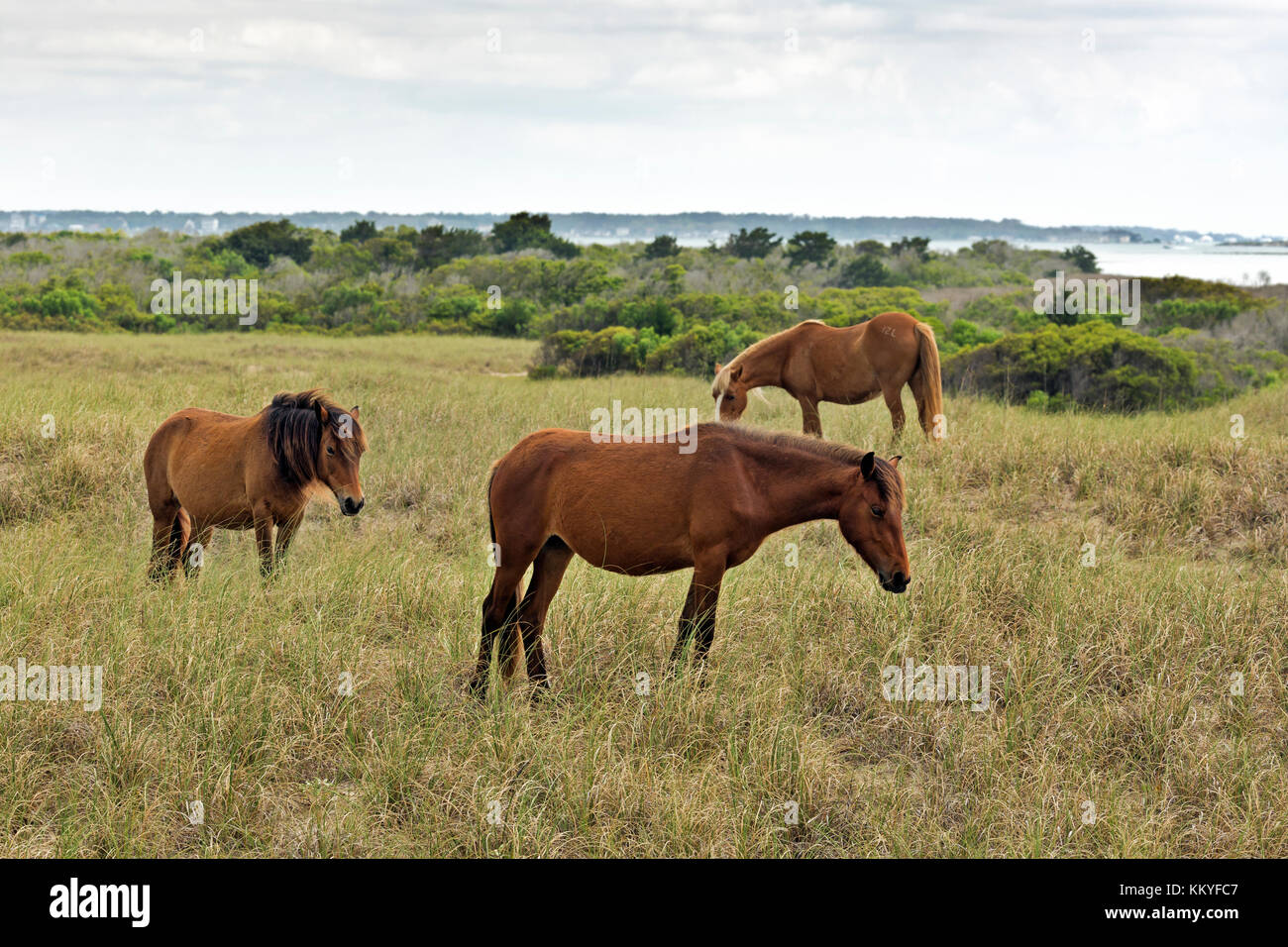 Shackleford island north carolina hires stock photography and images Alamy