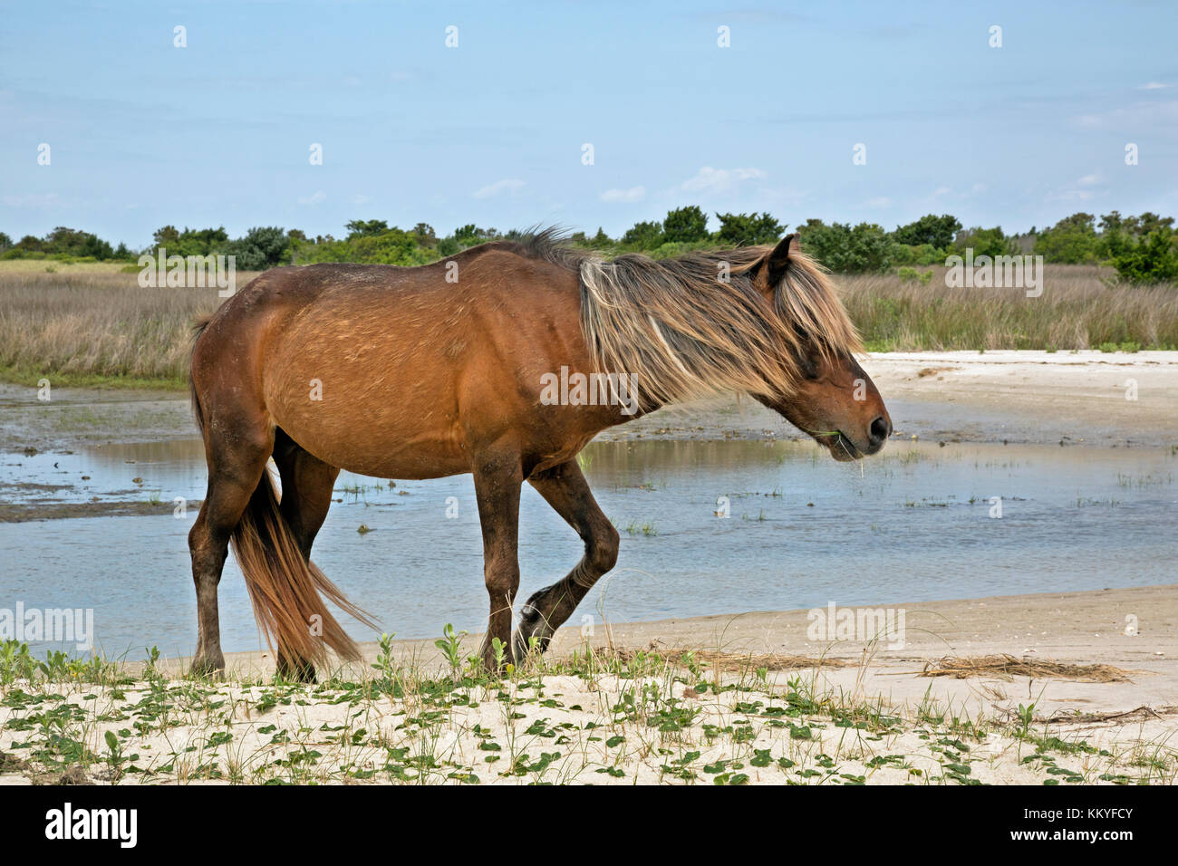 NC0099100...NORTH CAROLINA Wild horse grazing along the edge of the