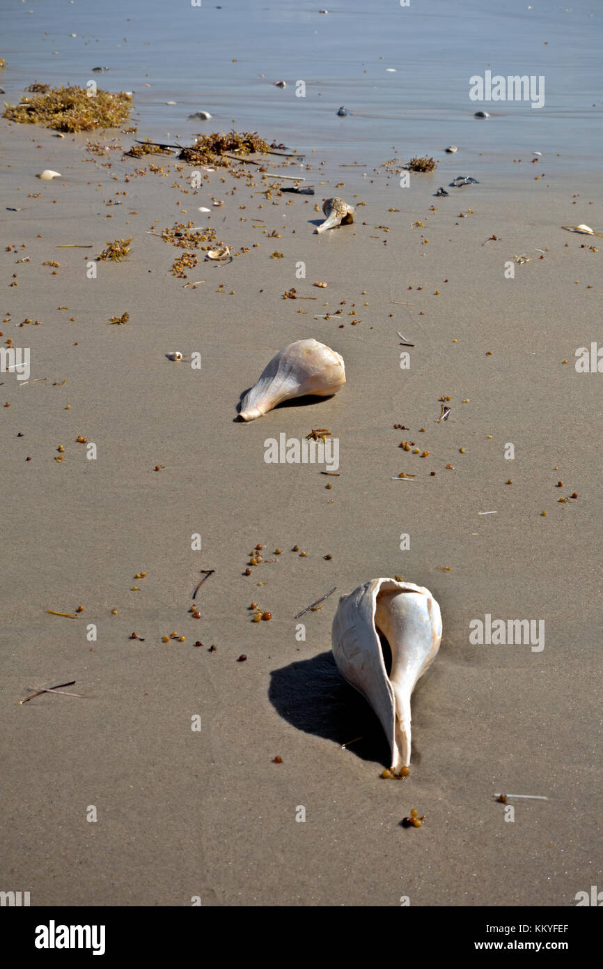 NC01003...NORTH CAROLINA Whelk shells and coral, freshly washed up on