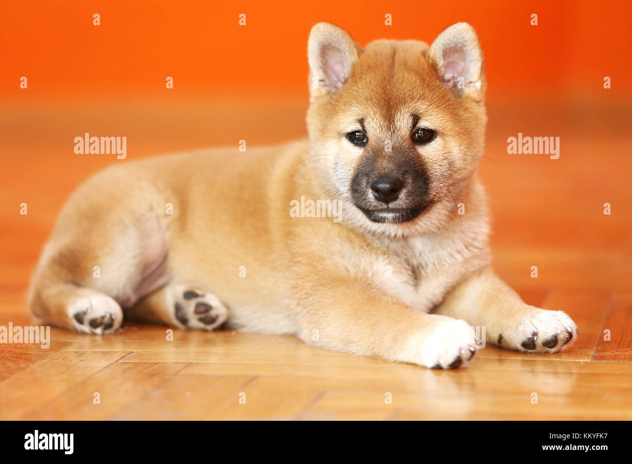 Akita little dog pose at in photo studio. Swallow depth of field Stock