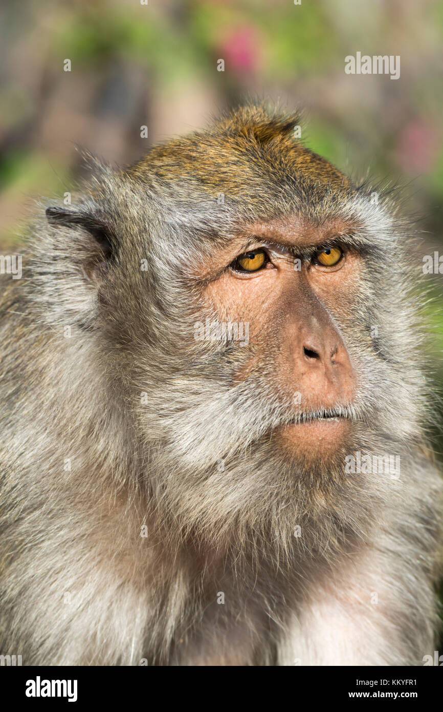 Juvenile crabeating macaque (Macaca fascicularis), also known as the