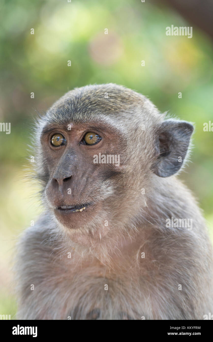 Juvenile crabeating macaque (Macaca fascicularis), also known as the