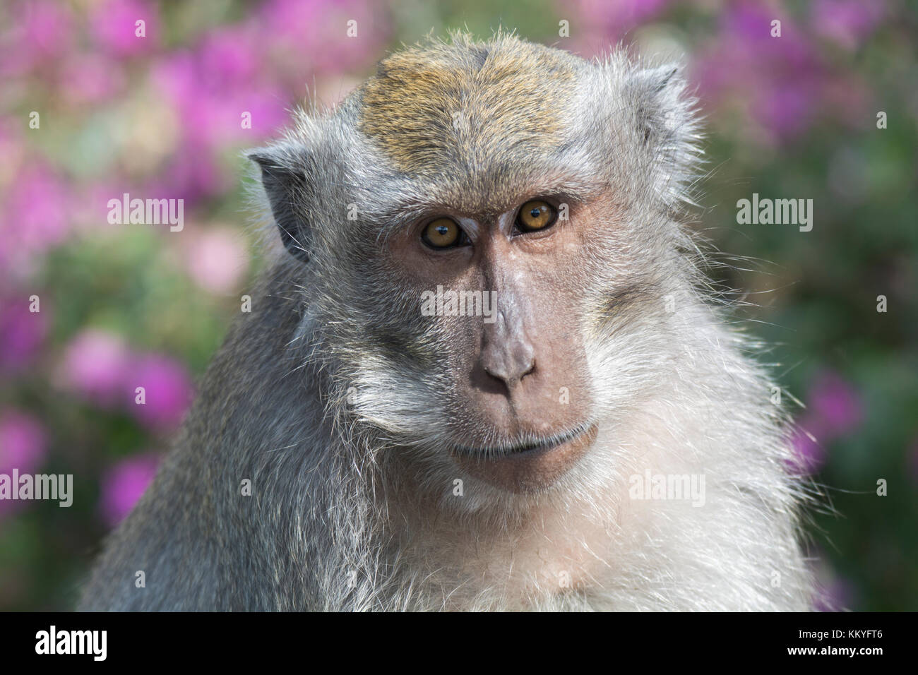 Juvenile crabeating macaque (Macaca fascicularis), also known as the