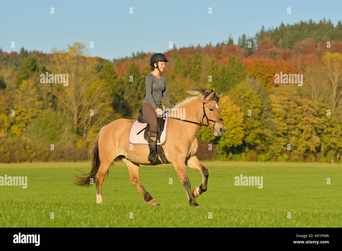 Rider riding horse autumn gallop hi-res stock photography and images ...