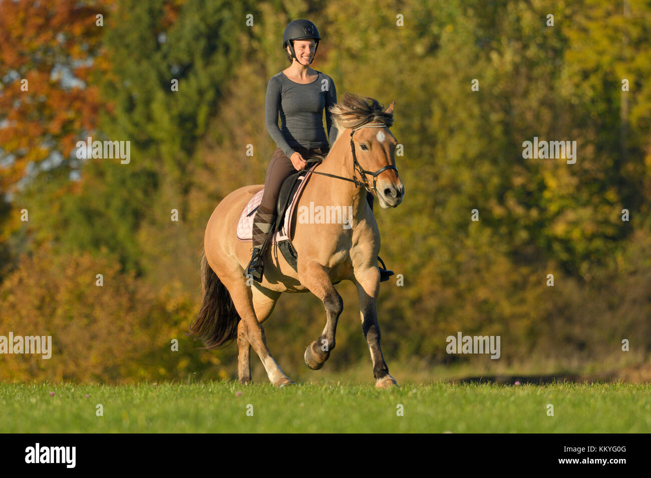 Rider on Norwegian horse hyprid hacking out in autumn Stock Photo - Alamy
