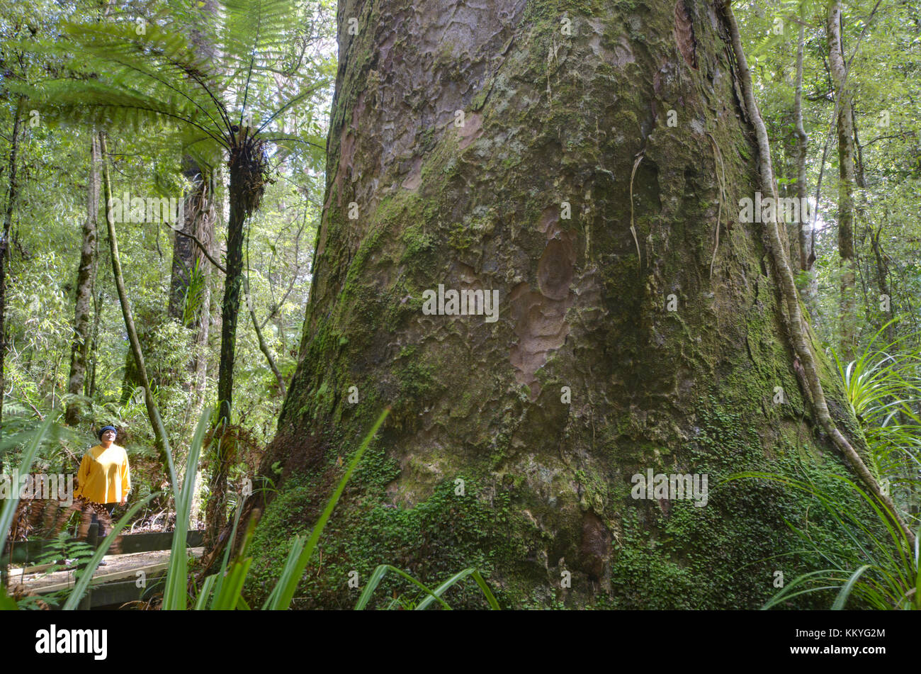 Woman admiring a giant Kauri tree in Trounson Karui Park, Northland, New Zealand Stock Photo
