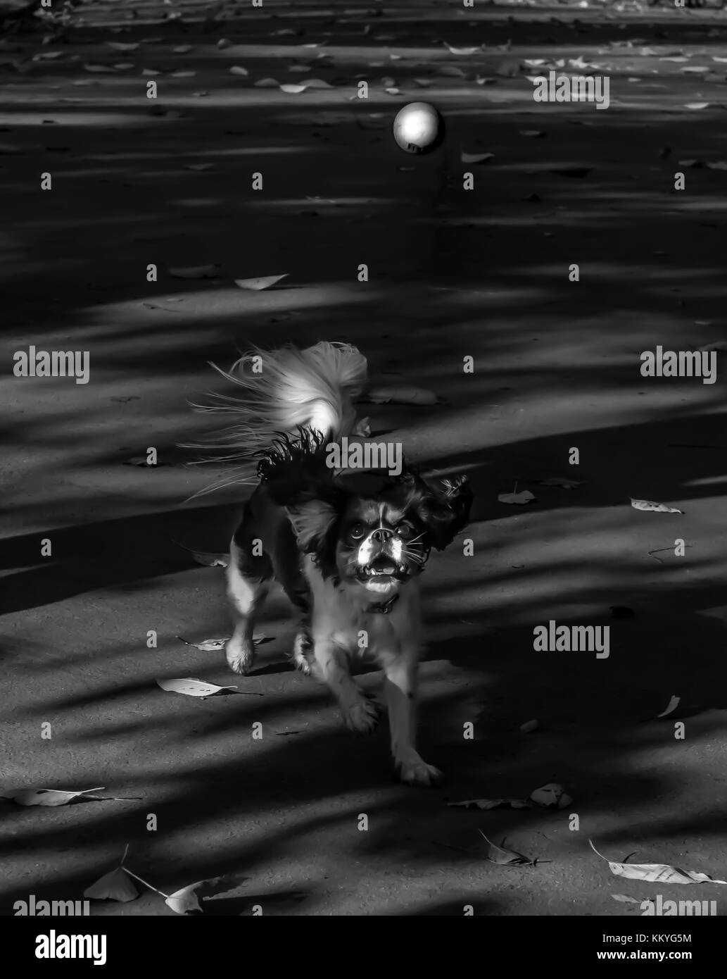 King Charles Spaniel Stock Photo Alamy