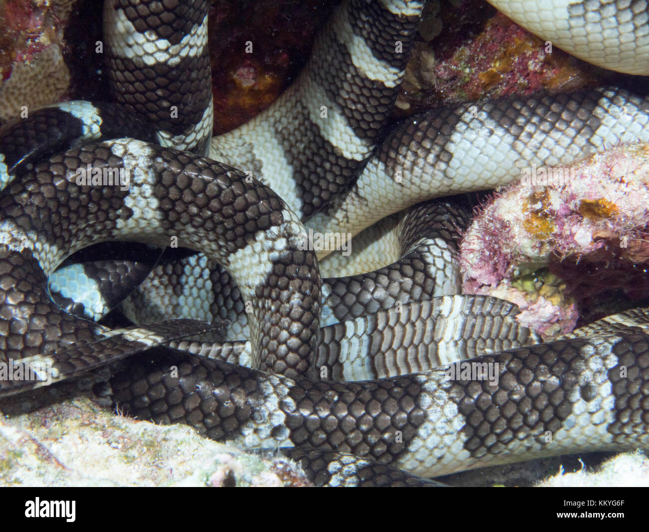 Group of katuali or flat-tail sea snakes sleeping underwater. (Laticauda schistorhynchus) is a sea snake, related to the sea krait, found only in the  Stock Photo