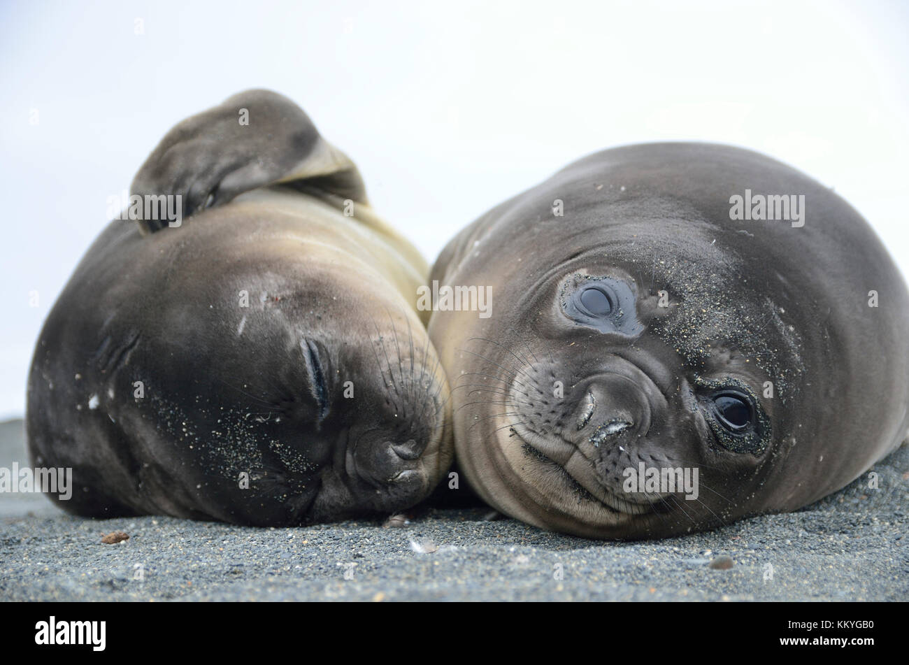 Two juvenile southern elephant seals (Mirounga leonina). Gold Harbour, South Georgia Island Stock Photo