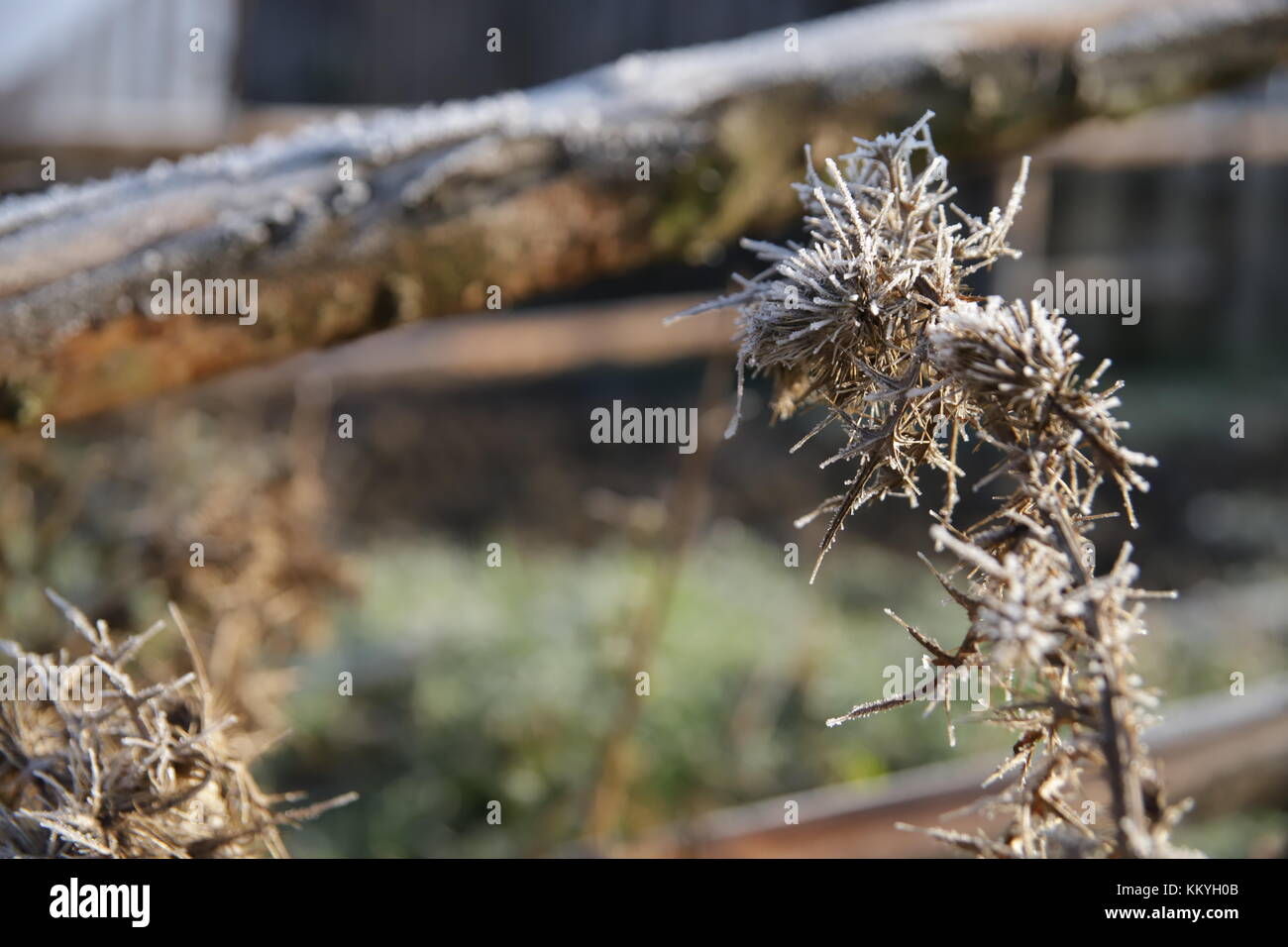 morning frost Stock Photo