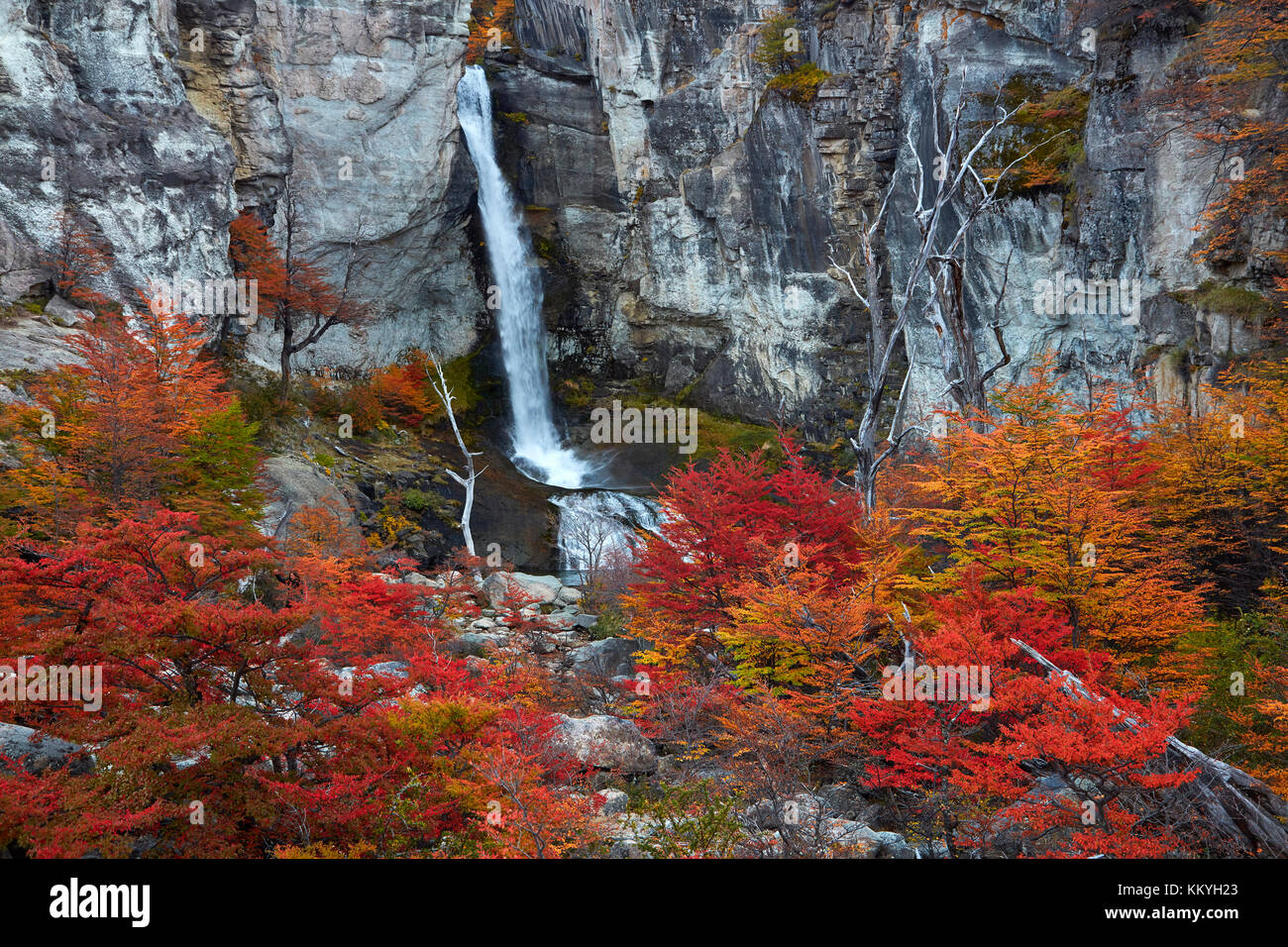 El Chorrillo Waterfall and lenga trees in autumn, near El Chalten, Parque Nacional Los Glaciares, Patagonia, Argentina, South America Stock Photo
