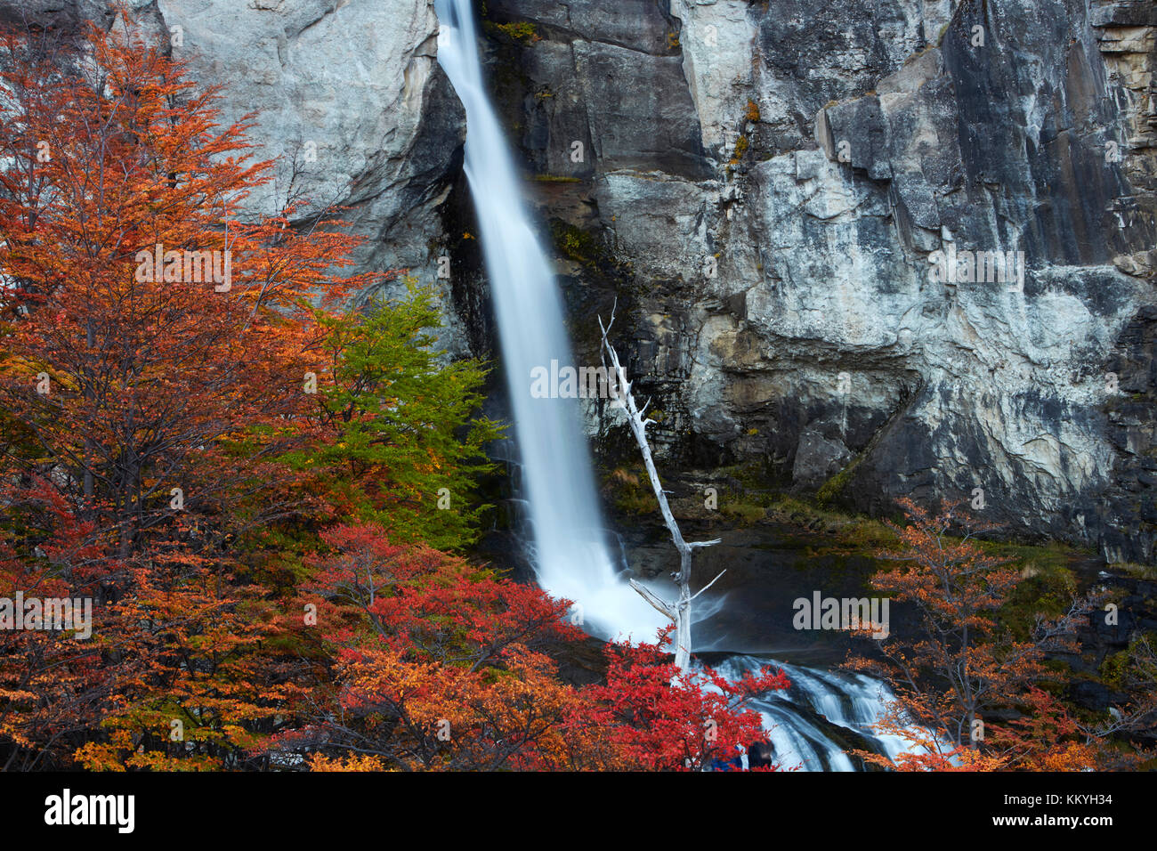 El Chorrillo Waterfall and lenga trees in autumn, near El Chalten, Parque Nacional Los Glaciares, Patagonia, Argentina, South America Stock Photo