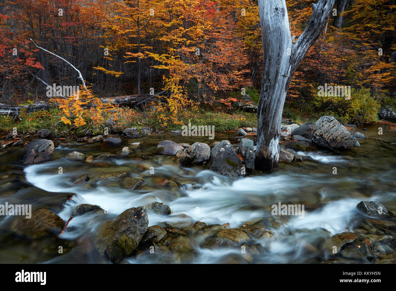Stream and lenga trees in autumn, near El Chalten, Parque Nacional Los Glaciares, Patagonia, Argentina, South America (MR) Stock Photo