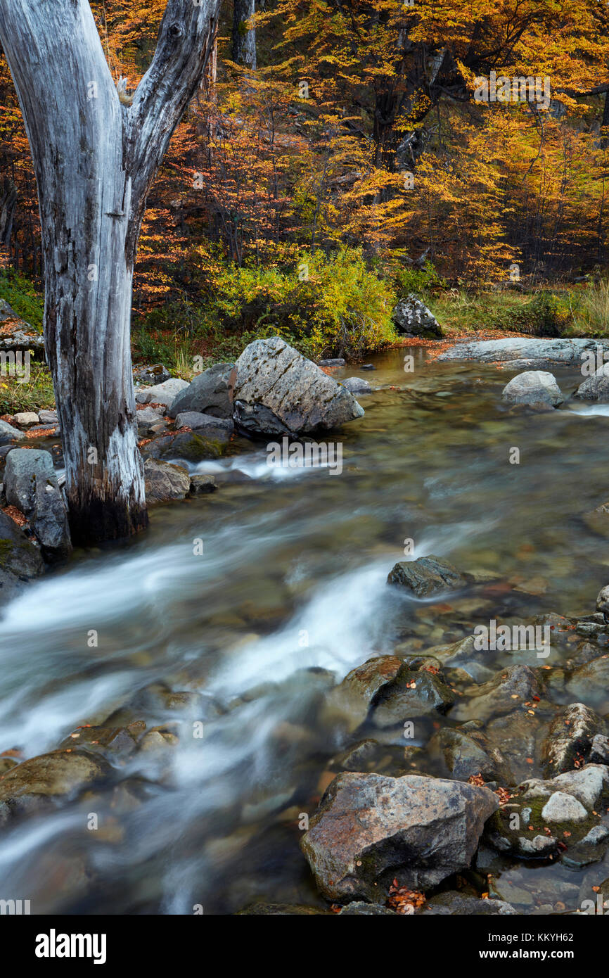 Stream and lenga trees in autumn, near El Chalten, Parque Nacional Los Glaciares, Patagonia, Argentina, South America (MR) Stock Photo