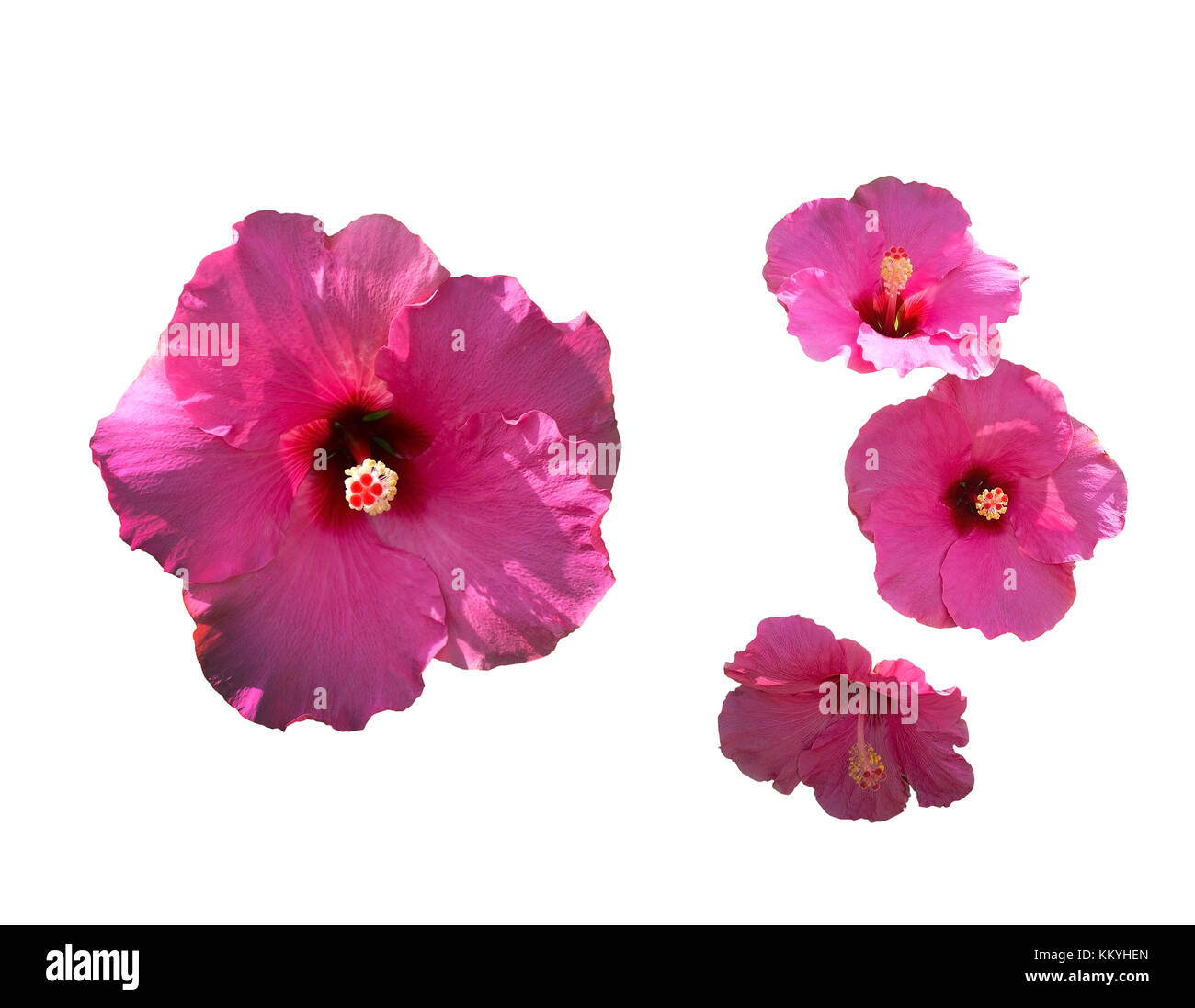 Pink hibiscus flower closeup in shade and sunlight Stock Photo Alamy