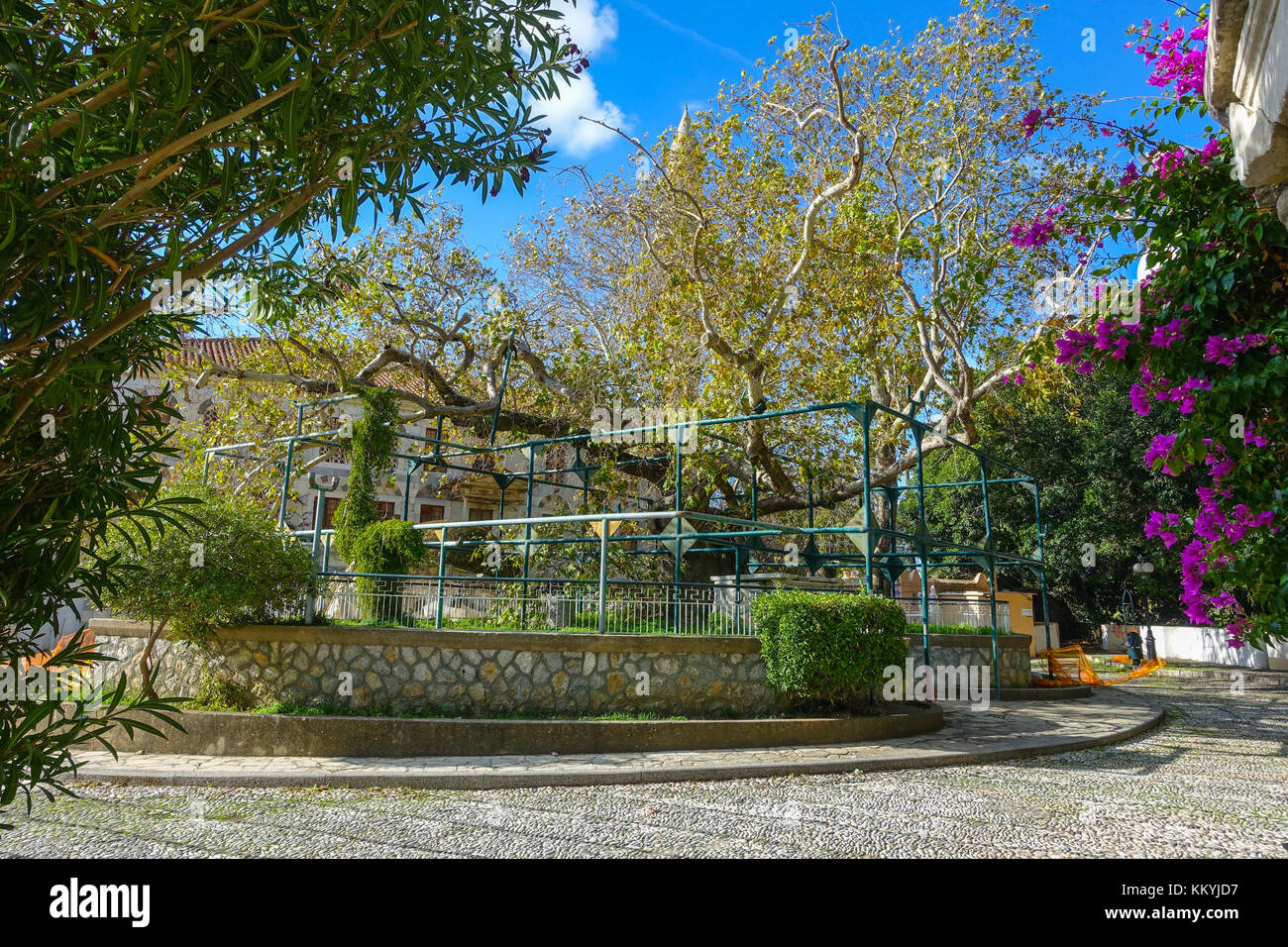 The tree of Hippocrates on the Greek island of Kos Stock Photo - Alamy