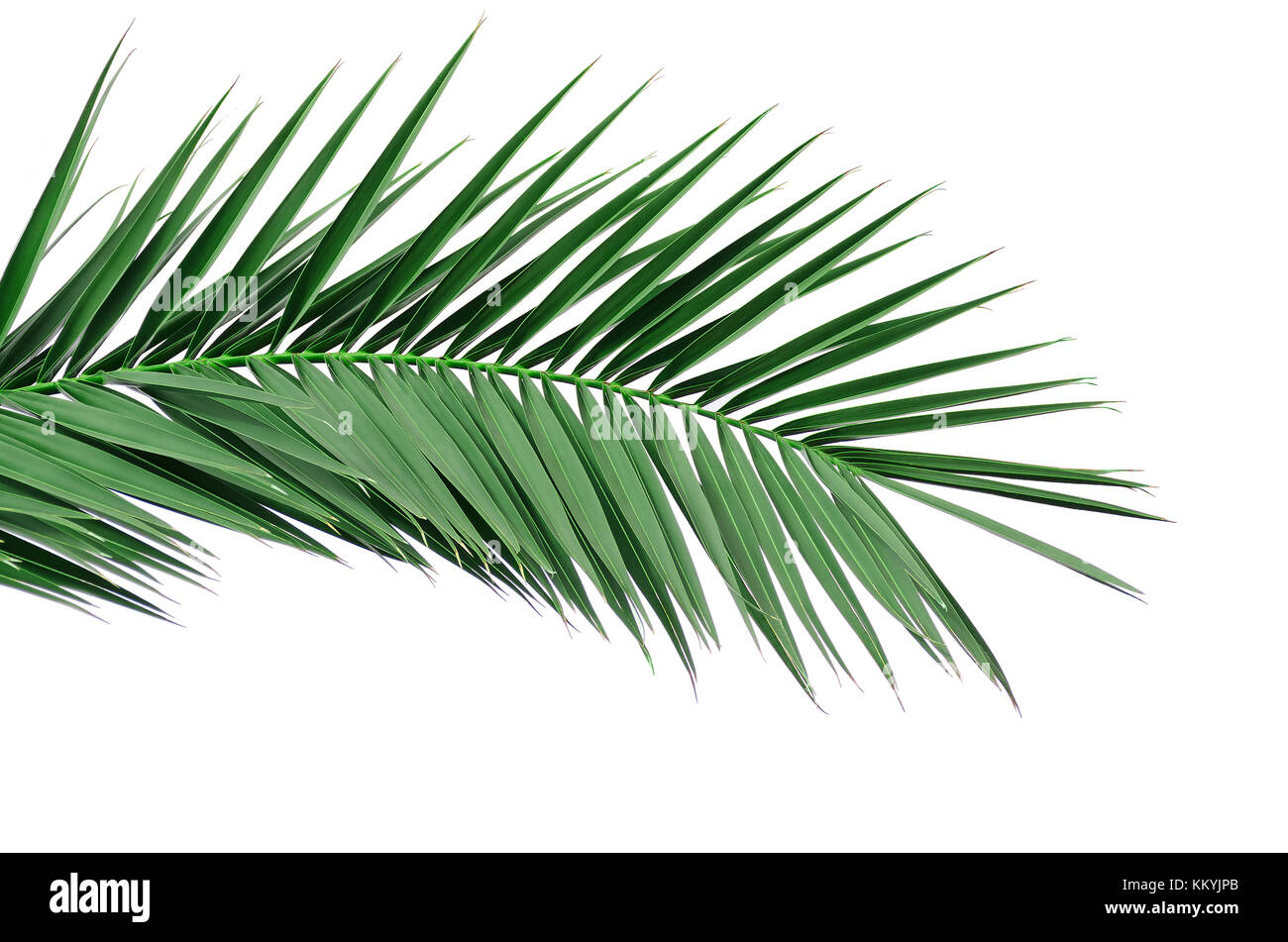 Green leaf of a palm tree. Isolate on white background Stock Photo - Alamy