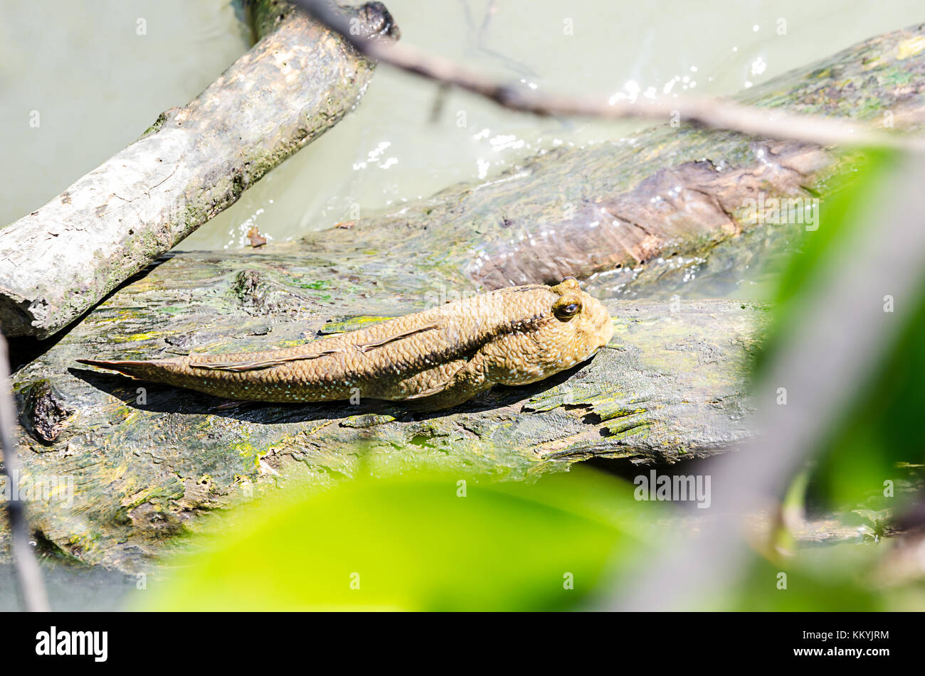 beautiful Mudskipper fish (Boleophthalmus boddarti) climbing on tree branch. Stock Photo