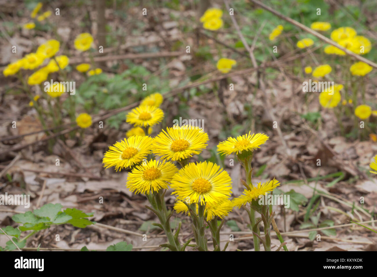 Yellow flowers of coltsfoot on still leafless stalk. Blooming Sun in spring primroses Stock Photo