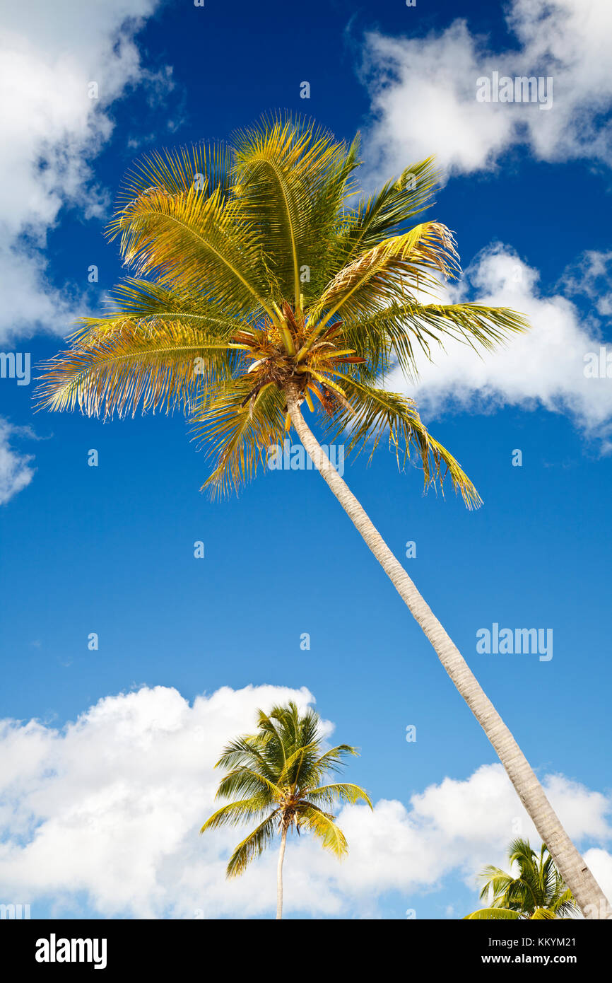 Coconut palm trees in front of blue sky. Stock Photo
