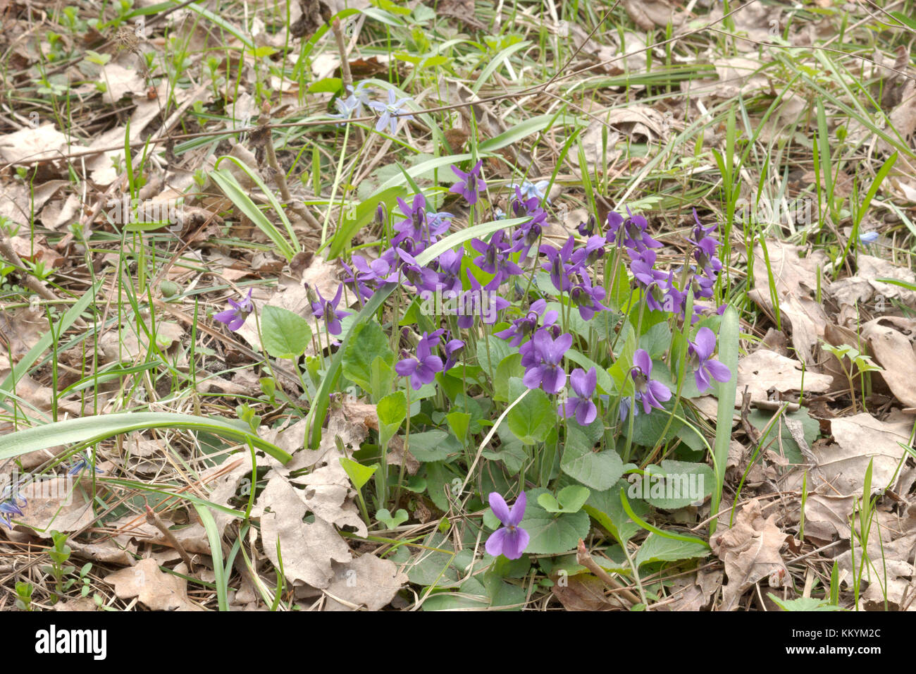 bush of viola plant. Purple wild flowers of the forest Stock Photo
