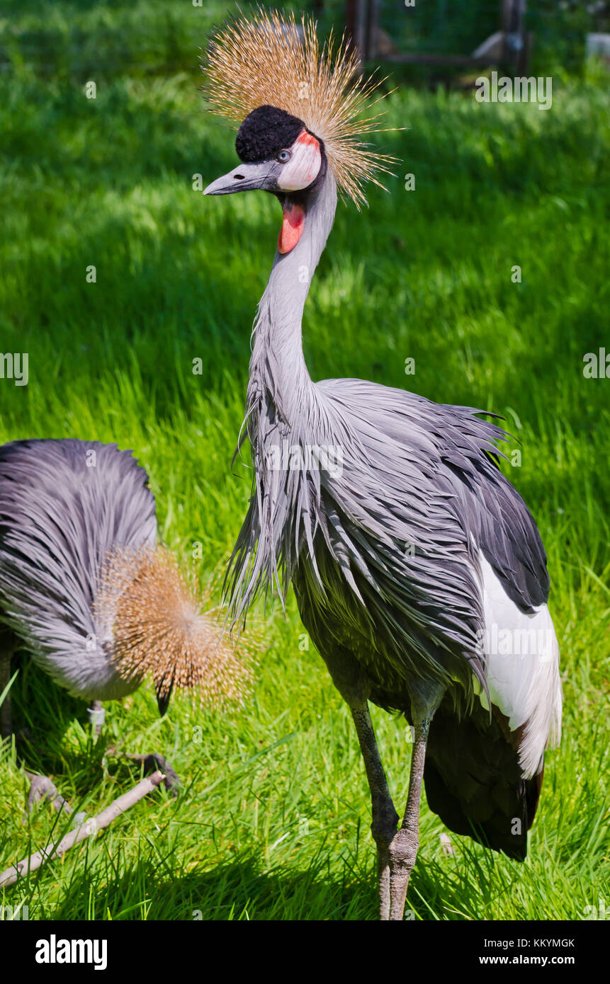 Crowned Crane on green blur background Stock Photo - Alamy