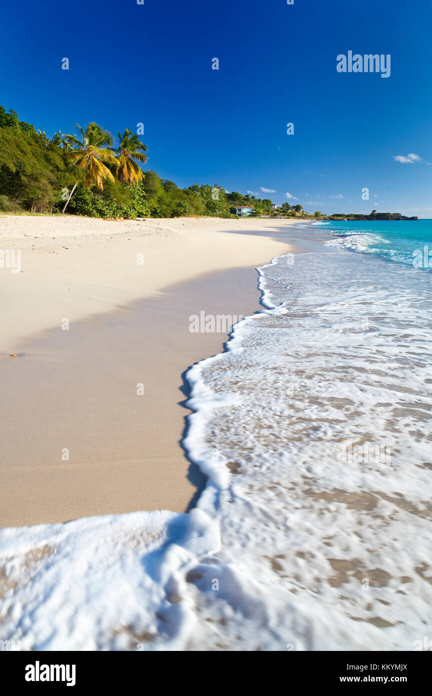 The beautiful Turner's Beach in Antigua with deep blue sky and palm trees Stock Photo Alamy