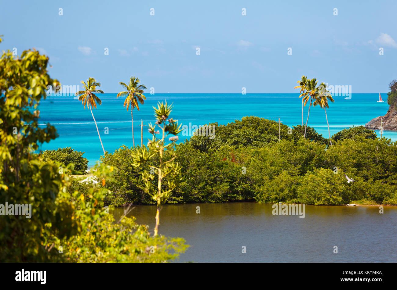 Darkwood Beach with palm trees seen from an observation point in Antigua. Stock Photo