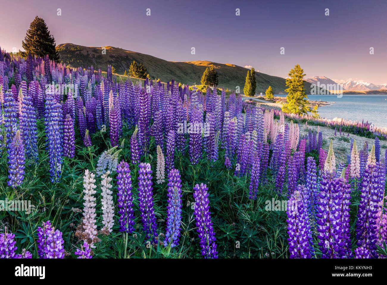 The lupins at Lake Tekapo, Mackenzie Country, New Zealand. Stock Photo