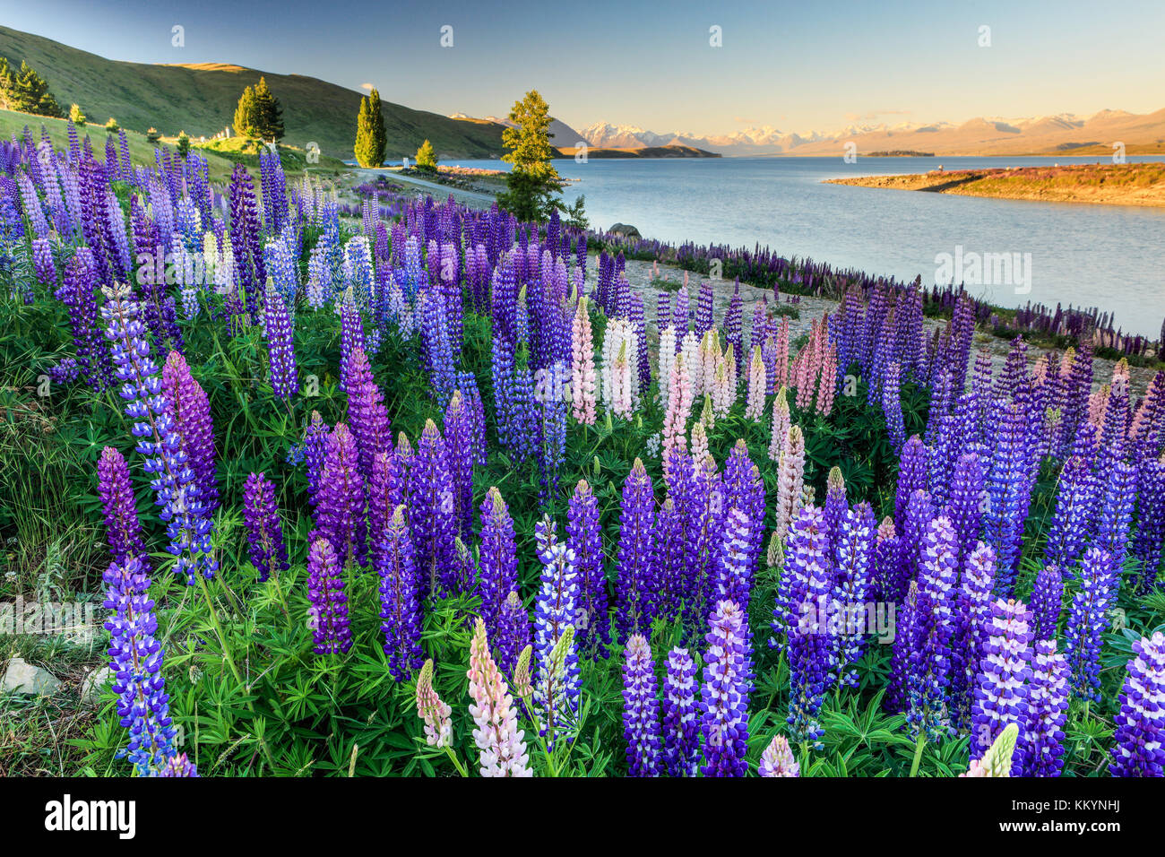 The lupins at Lake Tekapo, Mackenzie Country, New Zealand. Stock Photo