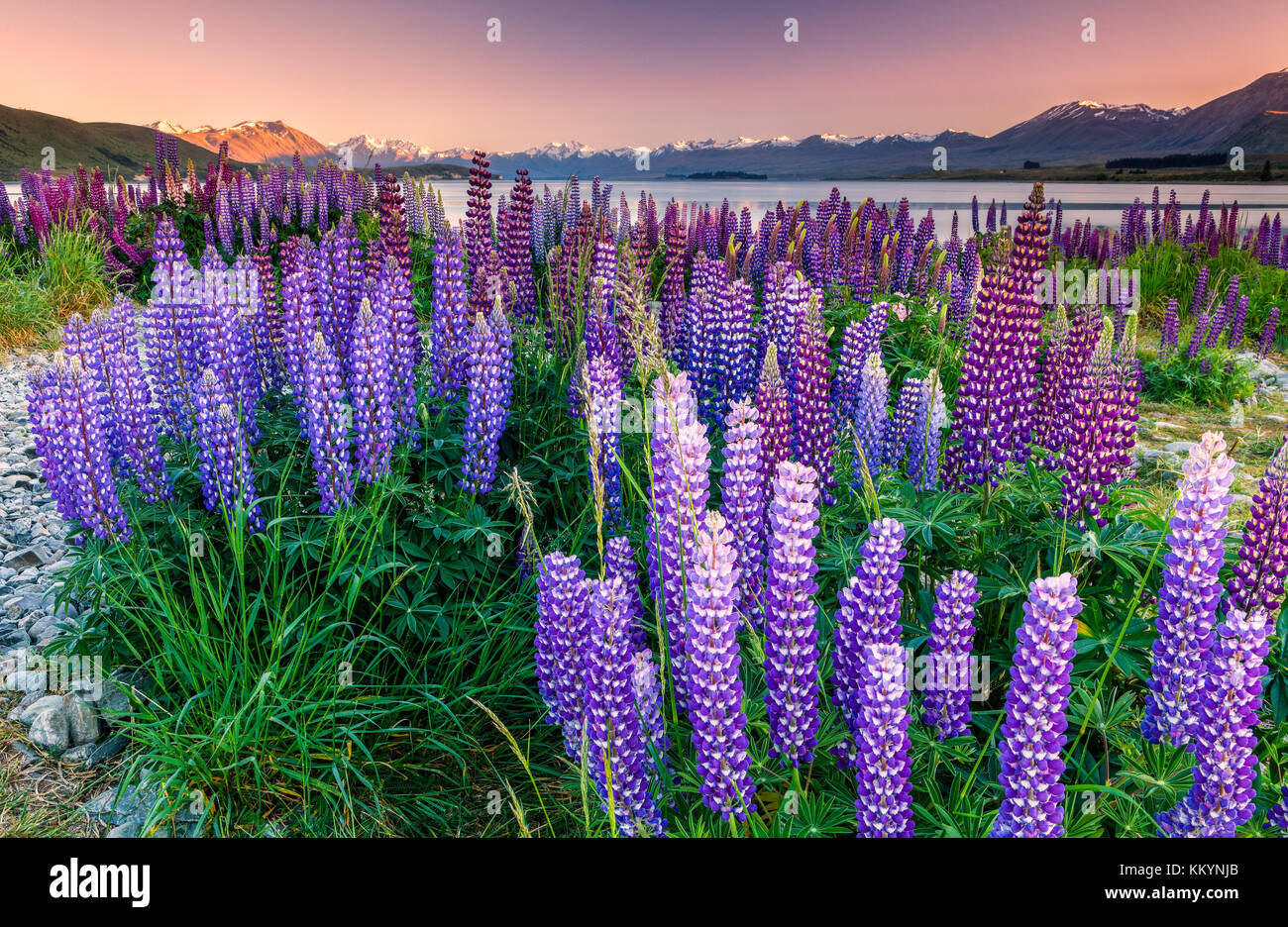 The lupins at Lake Tekapo, Mackenzie Country, New Zealand. Stock Photo