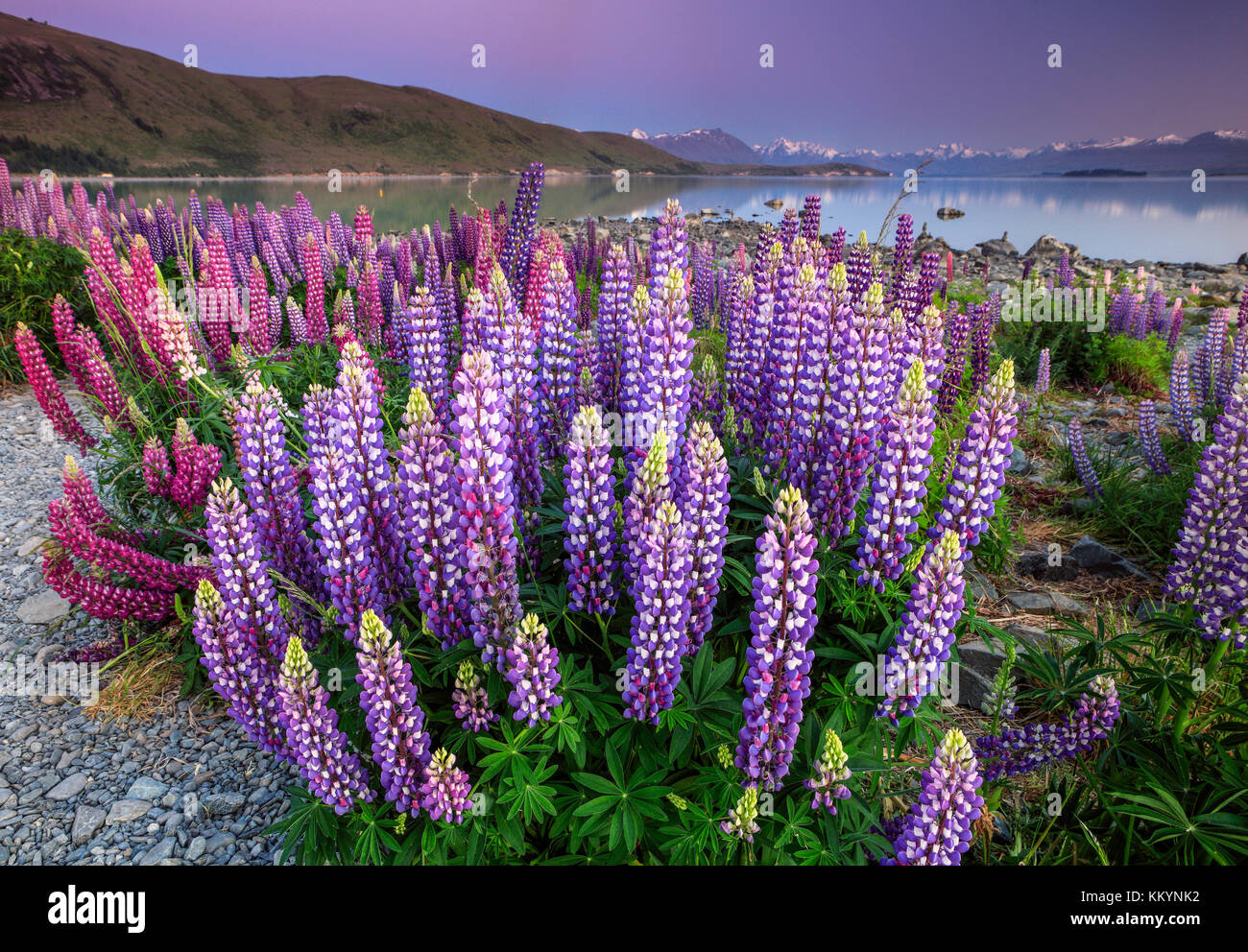 The lupins at Lake Tekapo, Mackenzie Country, New Zealand. Stock Photo