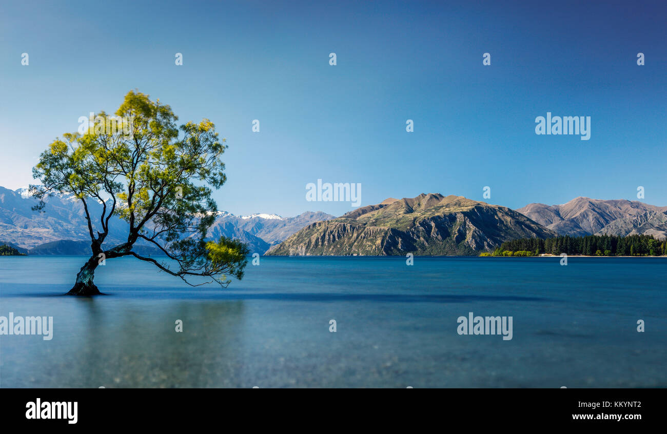 The famous tree of Wanaka Lake in Otago Region, New Zealand. Stock Photo