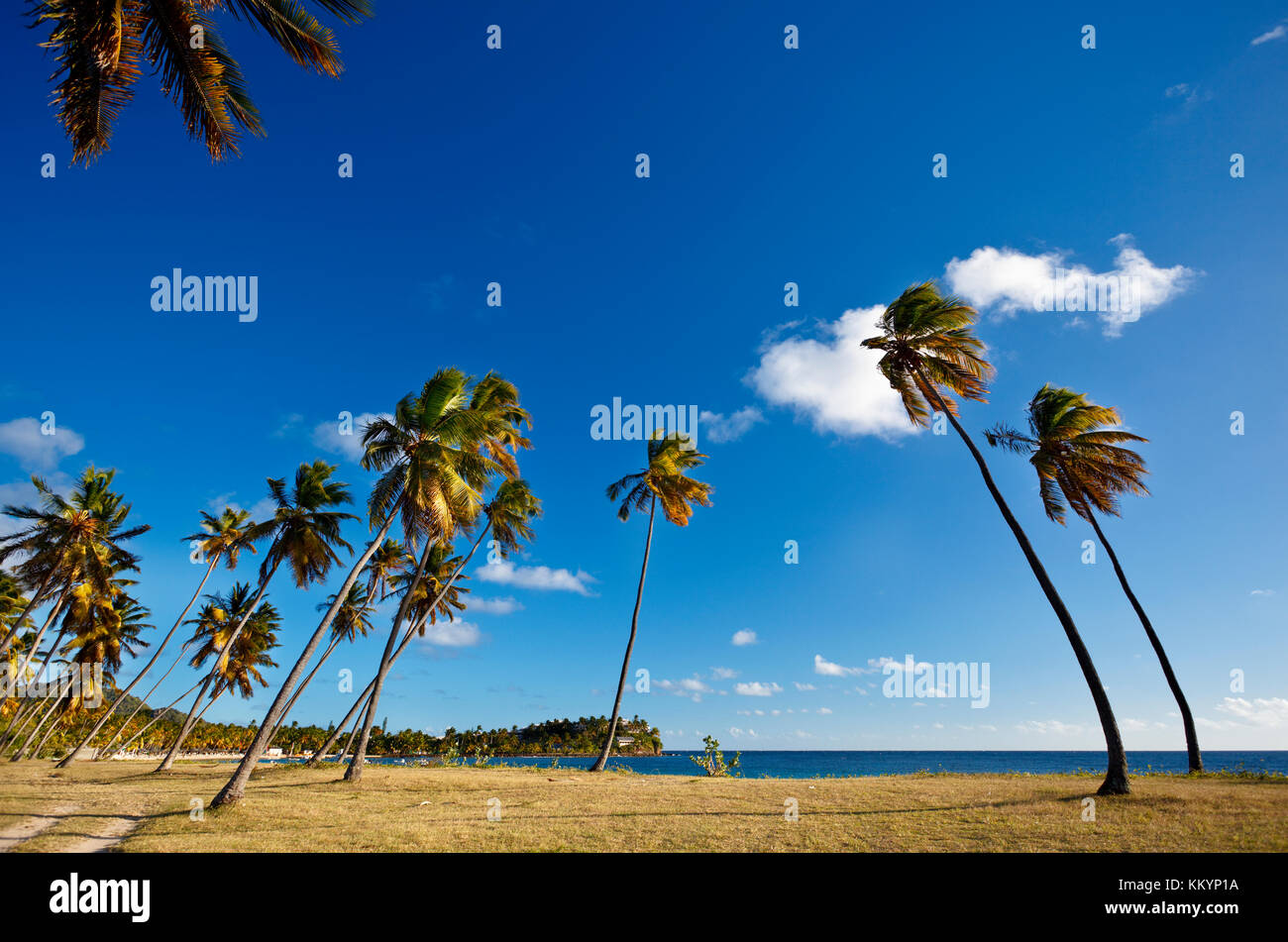 Lots of coconut palm trees at Morris Bay, Antigua. Stock Photo