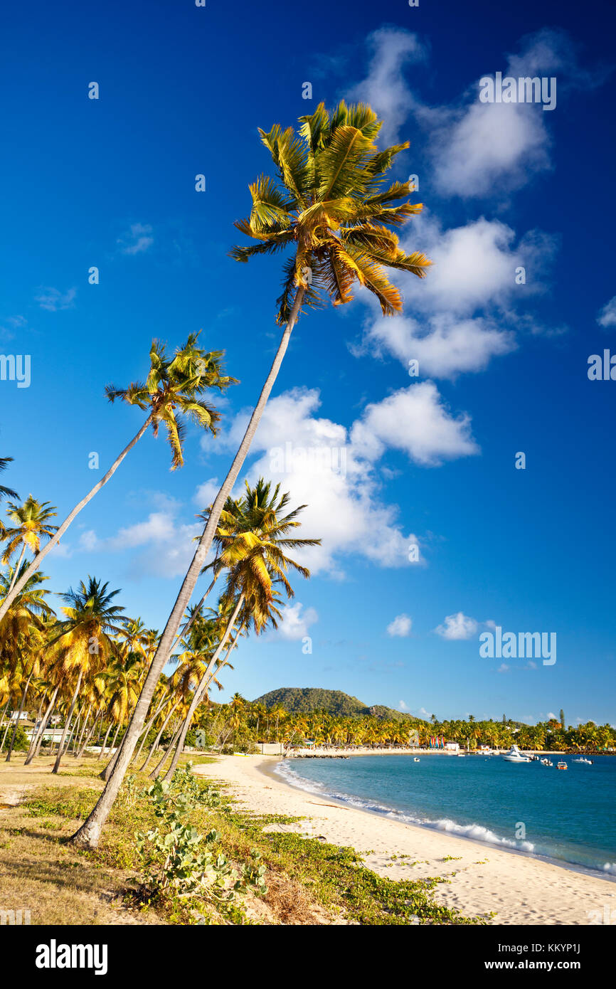 A beautiful beach on the south coast of Antigua with coconut palm trees and deep blue sky. Stock Photo
