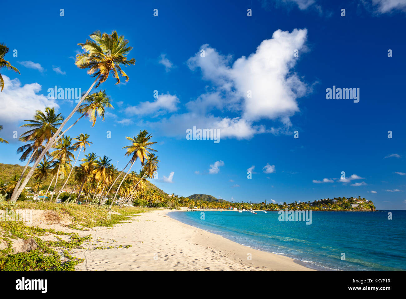 A beautiful caribbean beach in Antigua with palm trees and blue sky. Stock Photo