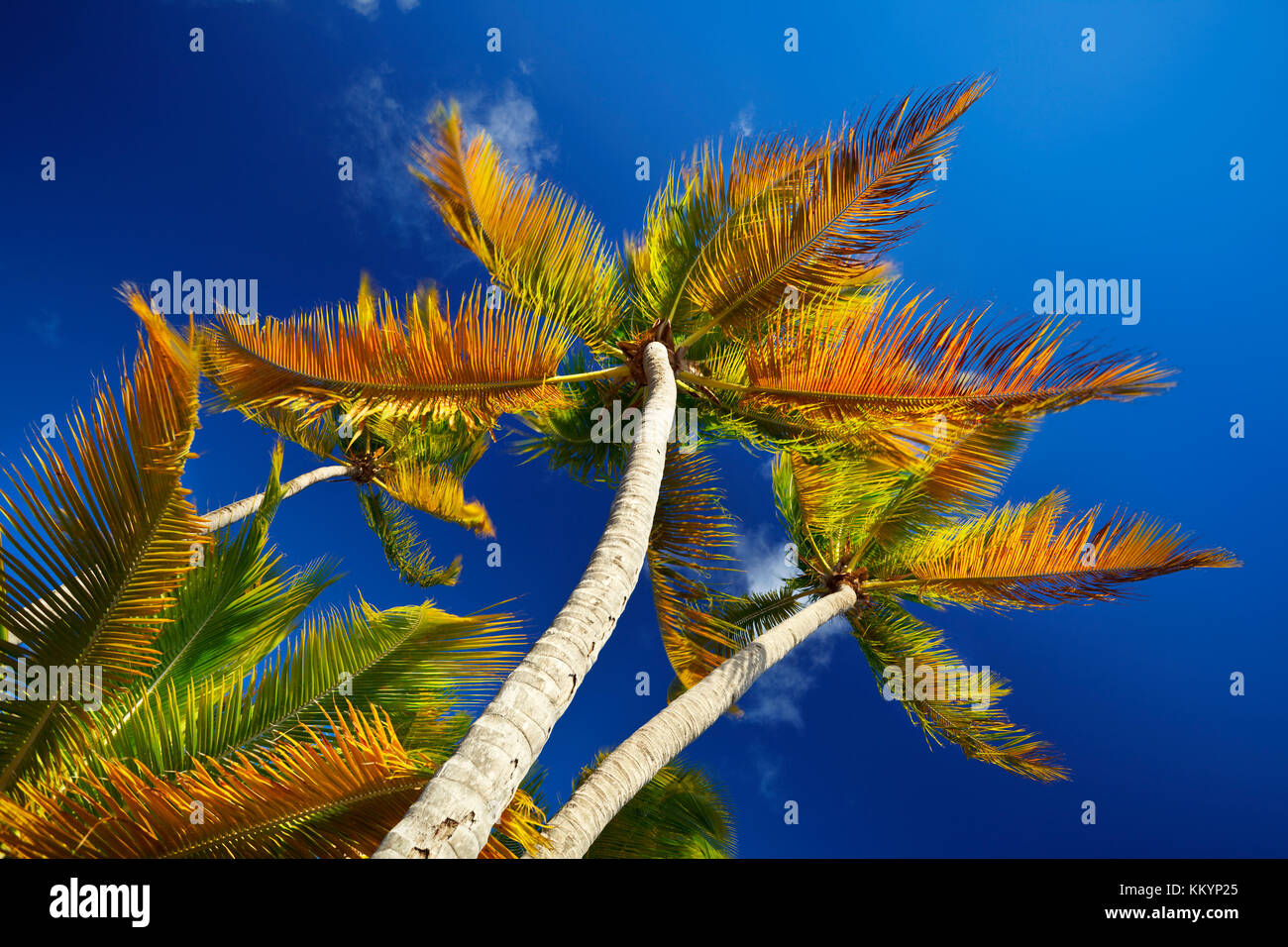 Beautiful coconut palm trees from below with strong polarizer effect. Stock Photo