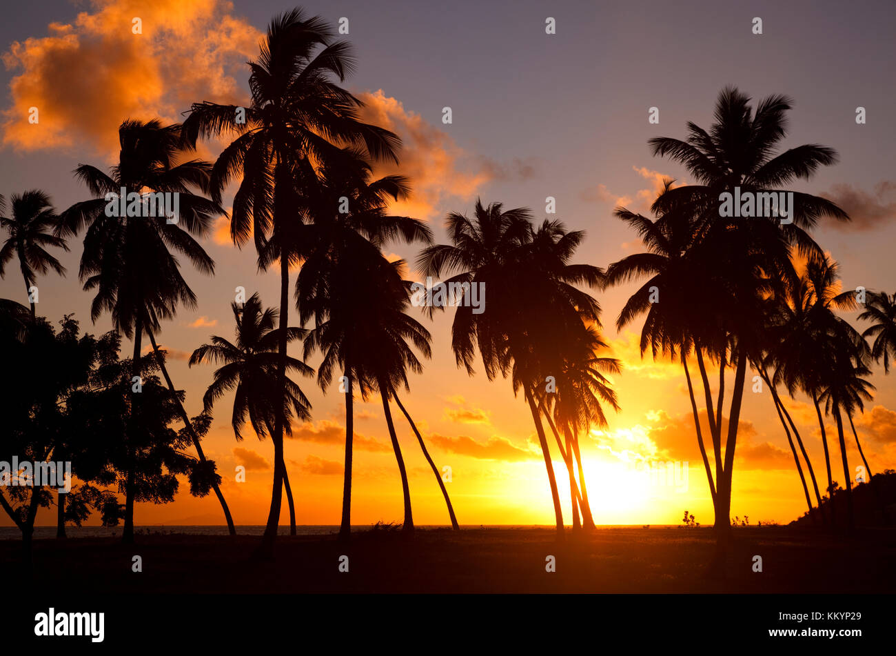 Yellow coconut tree hi-res stock photography and images - Alamy