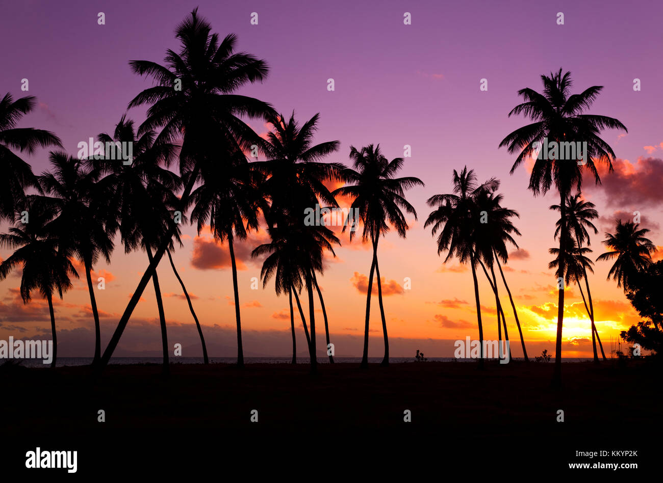 Lots of coconut palm trees at an Antiguan beach, a beautiful sunset as background. The island on the horizon is Montserrat. Stock Photo