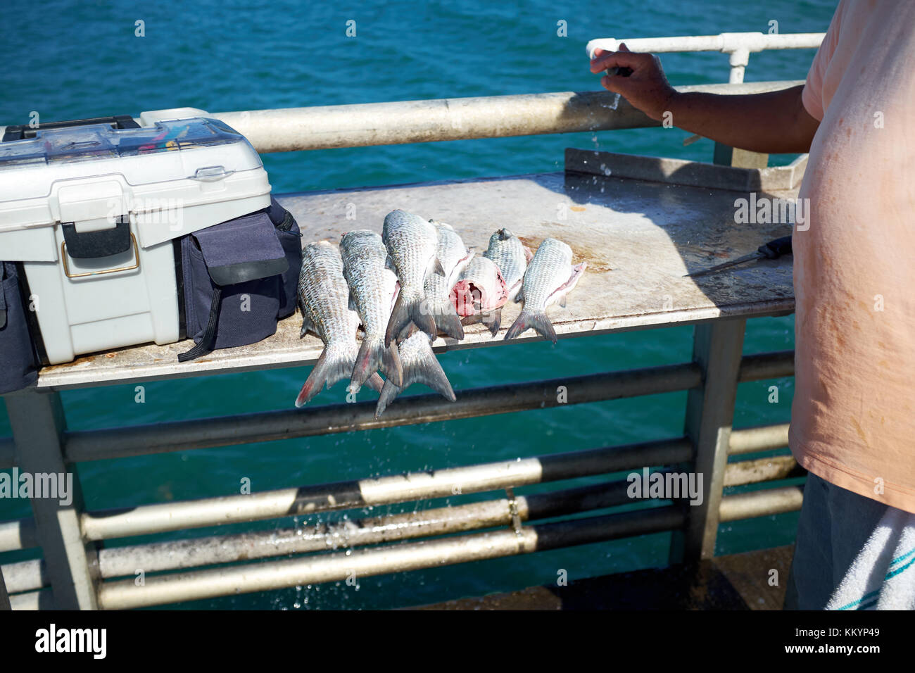 Fisherman cleaning catch on a fishing boat hi-res stock photography and  images - Alamy
