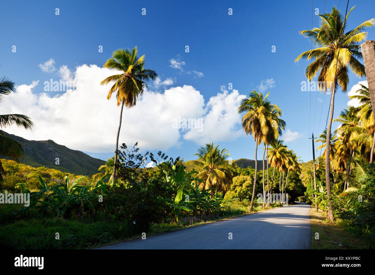 A road called Fig Tree Drive in the centre of Antigua, a bit ironically because it features mostly coconut palm trees. Stock Photo