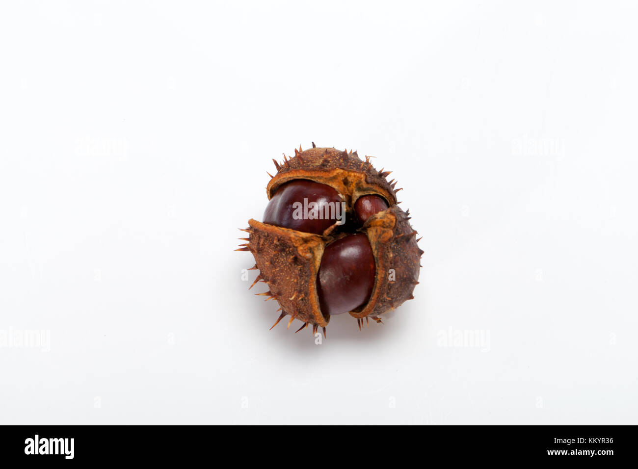 ripe chestnuts isolated on a white background Stock Photo - Alamy