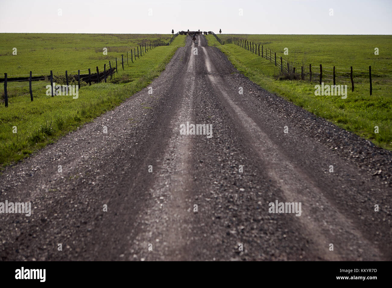 Rural dirt road with tire tracks leading straight through lush green pastures and farmland in a receding view Stock Photo
