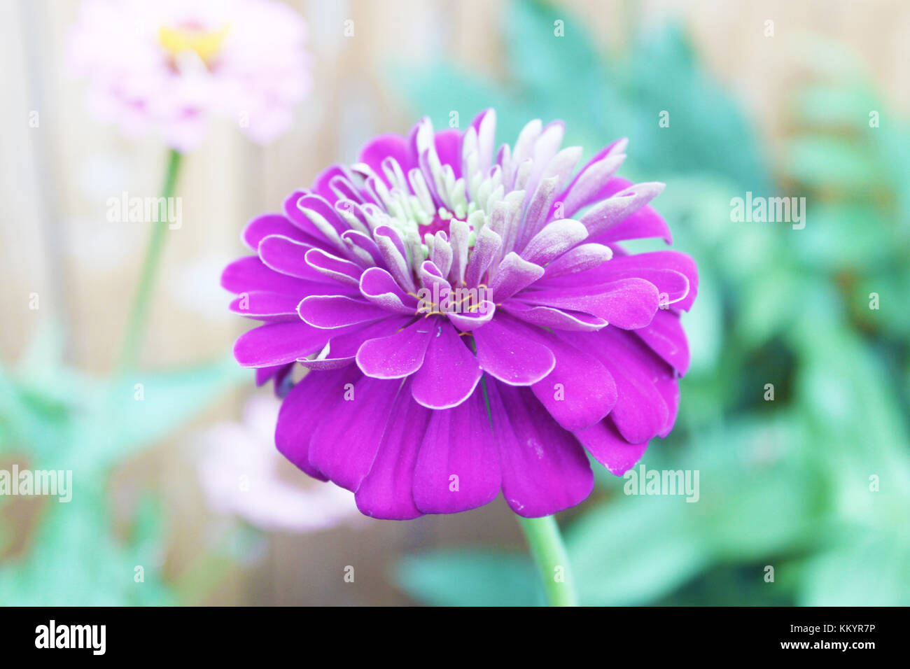 Bright purple zinnia with white center against blurred pastel ...
