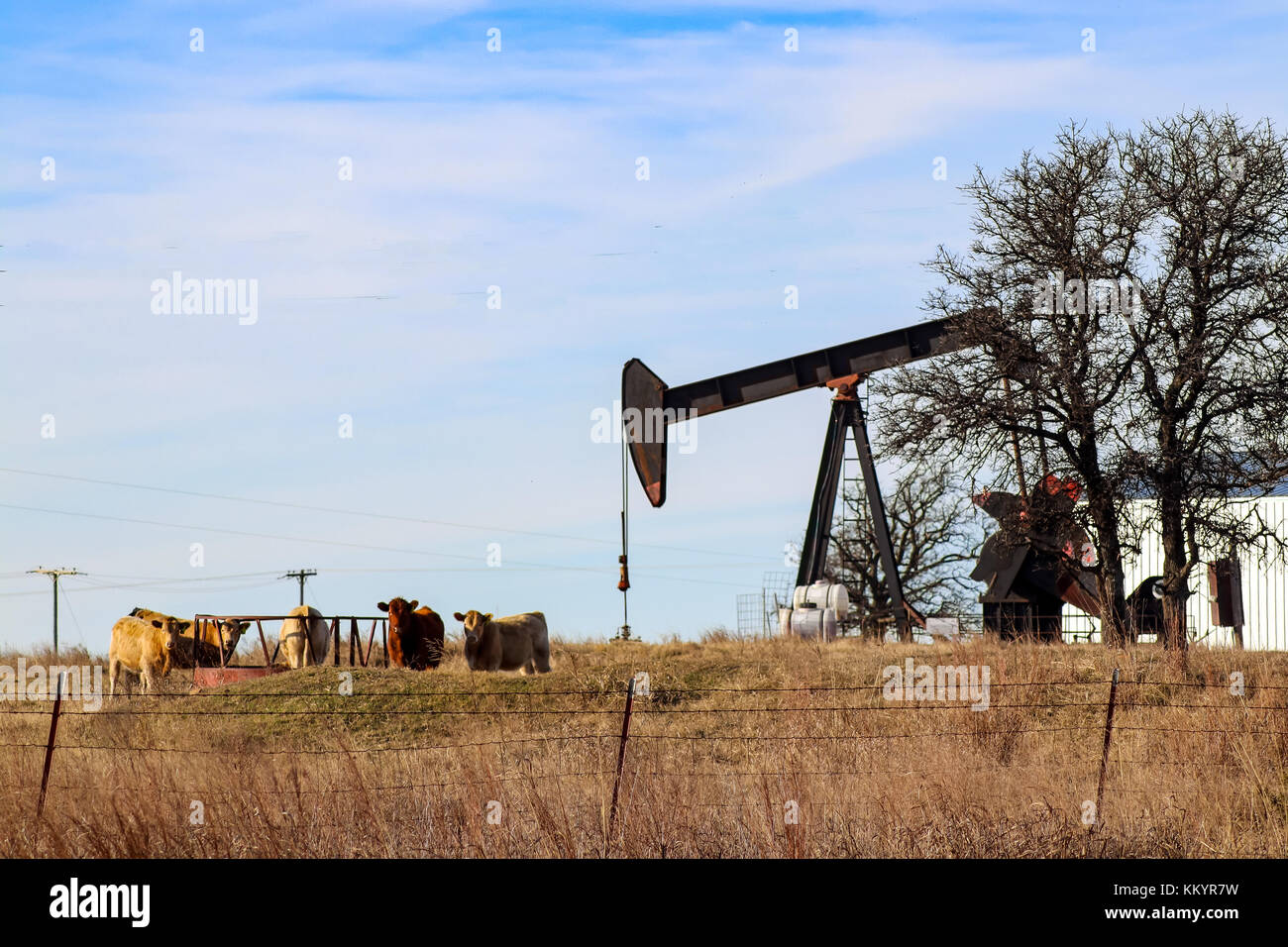 Cows grouped around feeder for big round bales of hay while black pump jack works beside them on gas-oil well Stock Photo