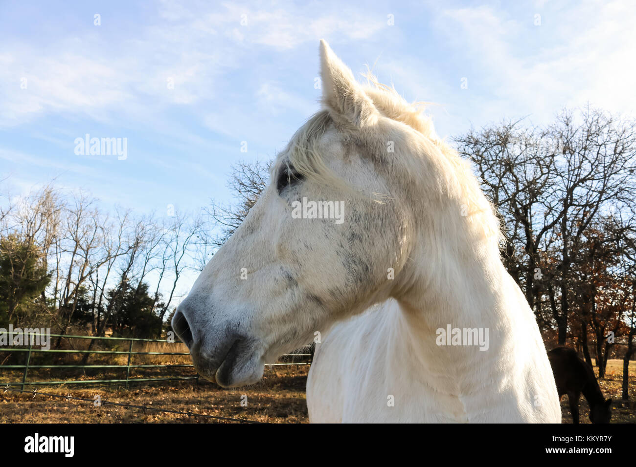 Side view head white horse hi-res stock photography and images - Alamy